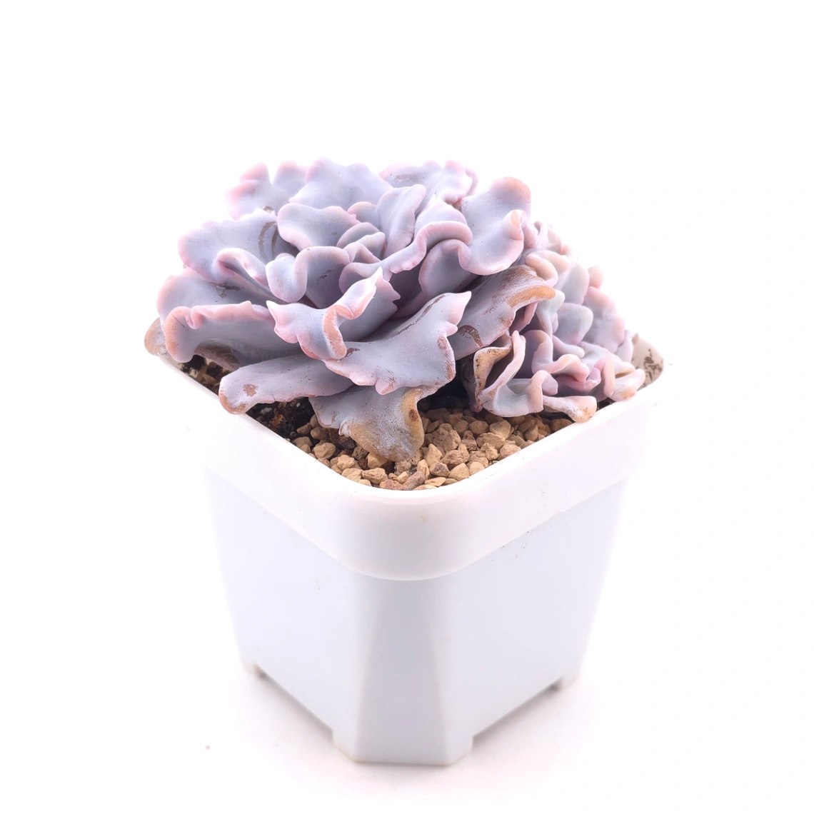Echeveria ‘Crispate Beauty’ | 芭蕾舞者 thumbnail 3