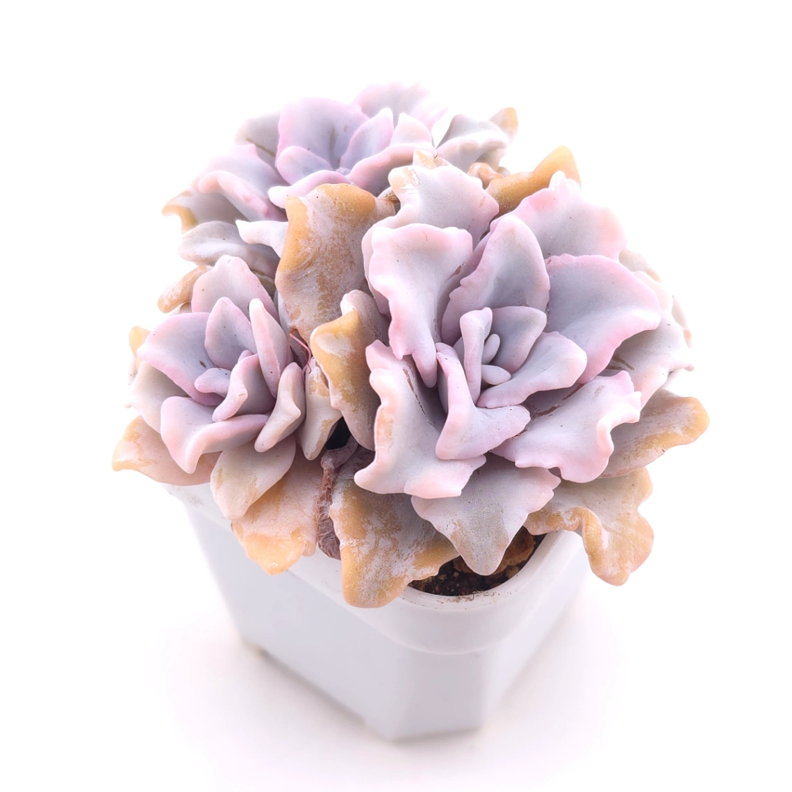 Echeveria ‘Crispate Beauty’ | 芭蕾舞者 thumbnail 2