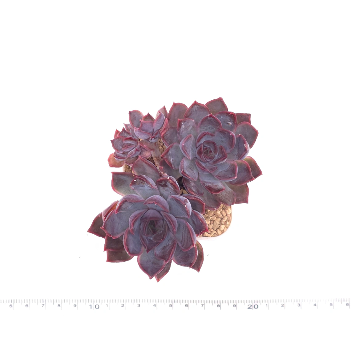 Echeveria ‘Dark Ice’ | 暗冰 thumbnail 4