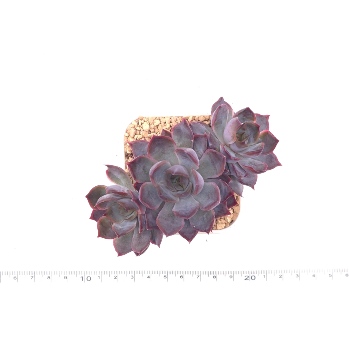 Echeveria ‘Dark Ice’ | 暗冰 thumbnail 4