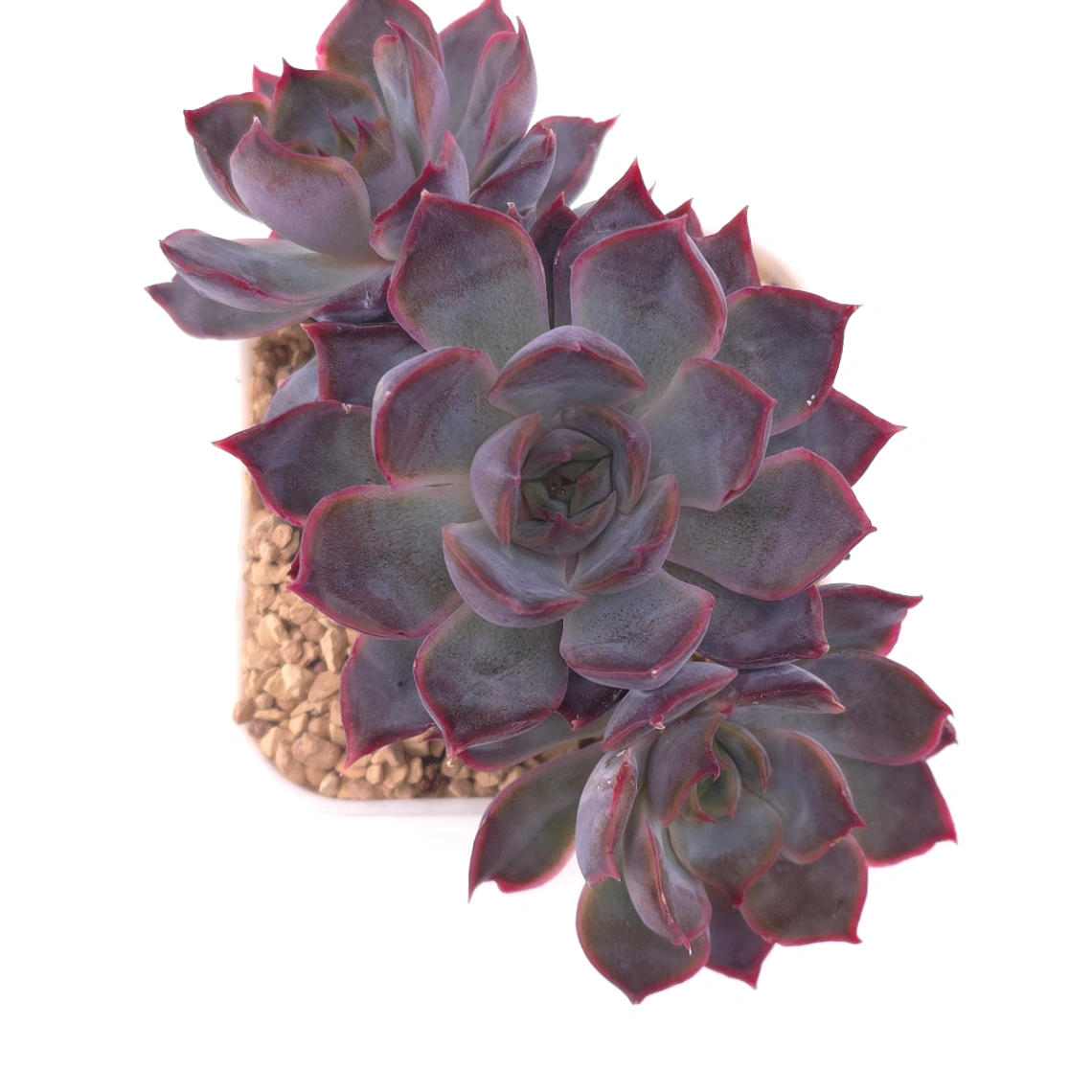 Echeveria ‘Dark Ice’ | 暗冰 - View 1