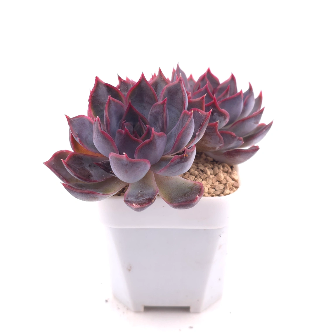 Echeveria ‘Dark Ice’ | 暗冰 thumbnail 3
