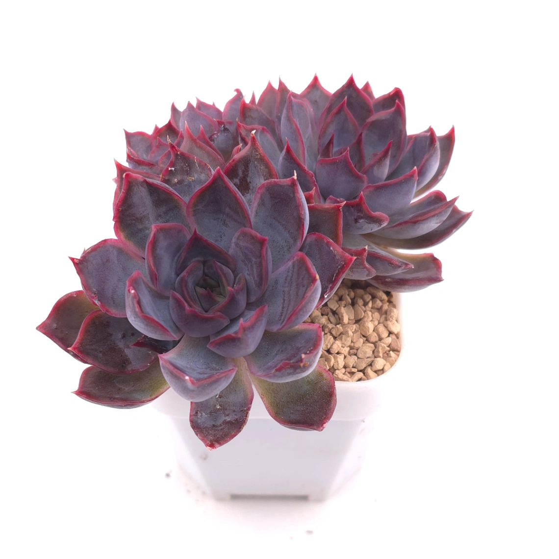 Echeveria ‘Dark Ice’ | 暗冰 thumbnail 2