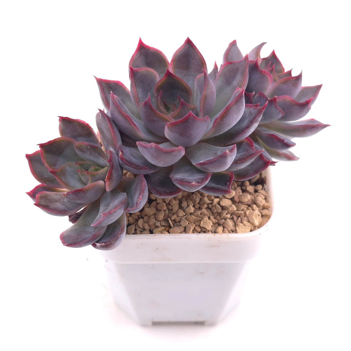 Echeveria ‘Dark Ice’ | 暗冰 thumbnail 2