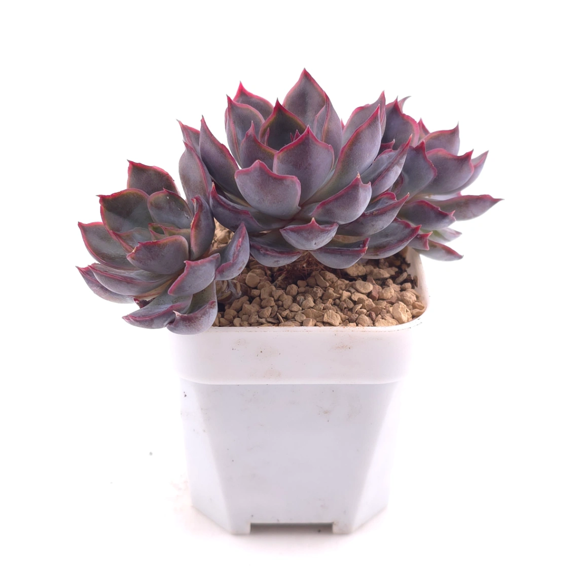 Echeveria ‘Dark Ice’ | 暗冰 thumbnail 3