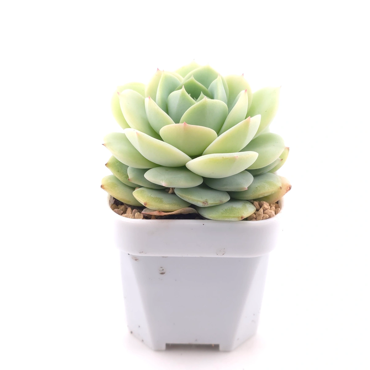 Echeveria 'Derenbergii' | 靜夜 thumbnail 3