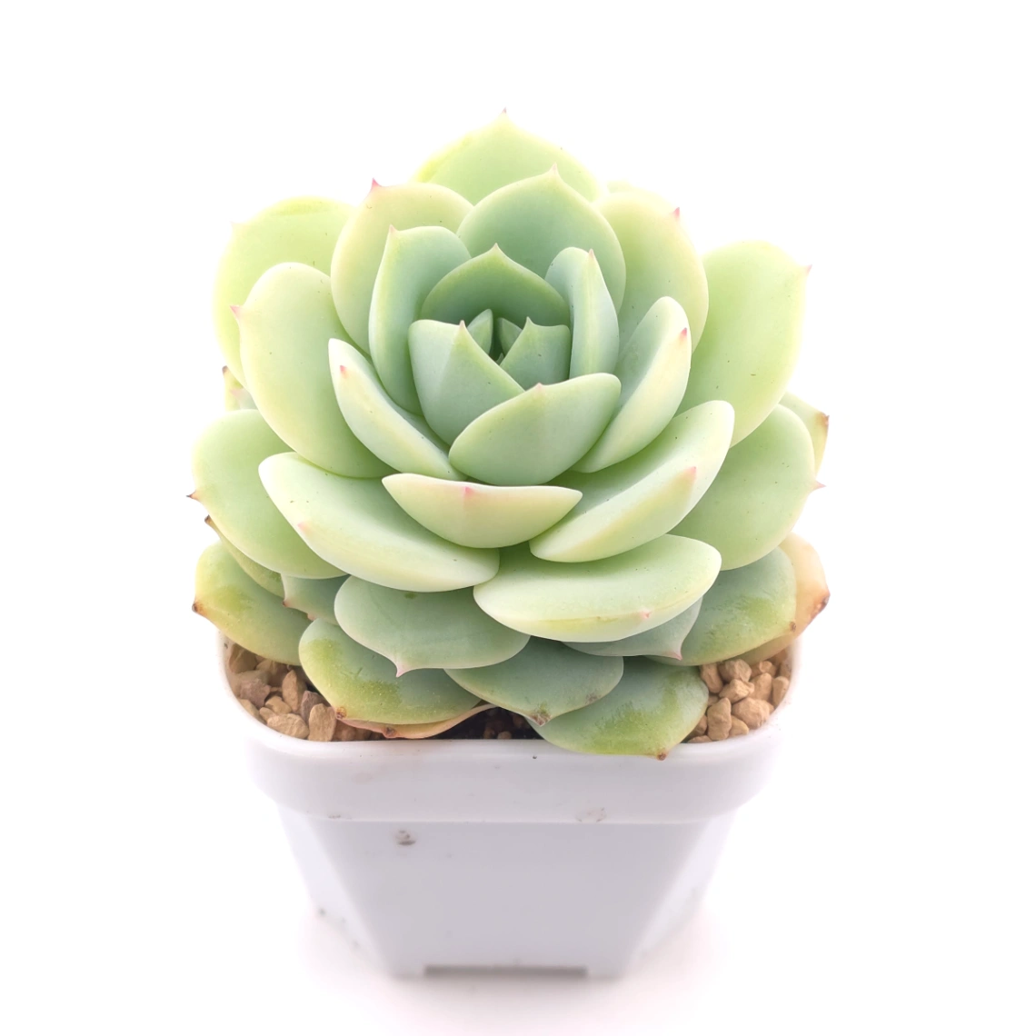 Echeveria 'Derenbergii' | 靜夜 thumbnail 2