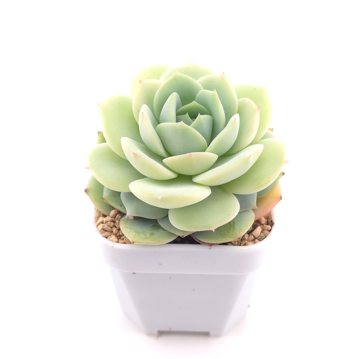 Echeveria 'Derenbergii' | 靜夜 thumbnail 2