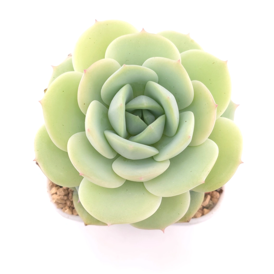 Echeveria 'Derenbergii' | 靜夜 - View 1