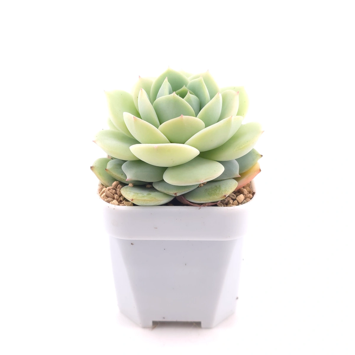 Echeveria 'Derenbergii' | 靜夜 thumbnail 3