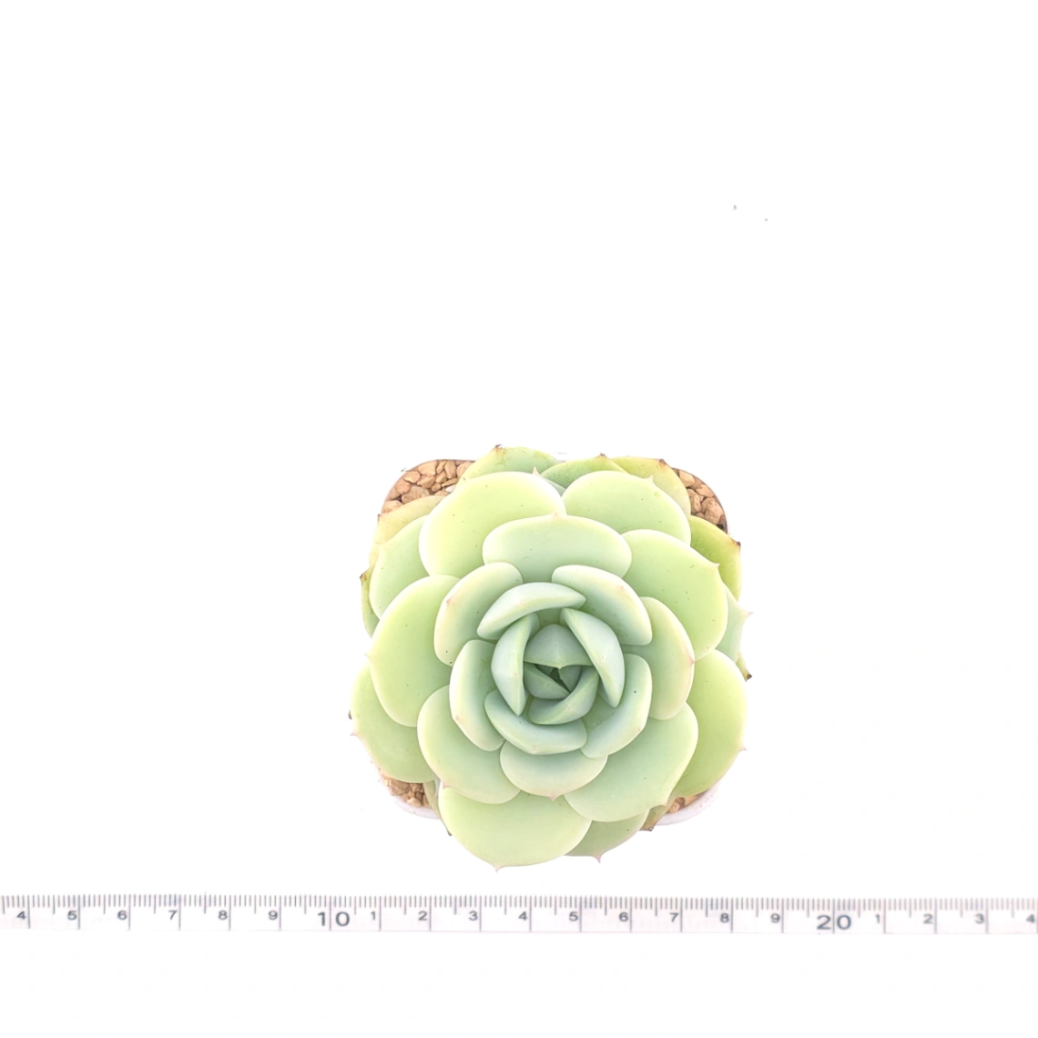 Echeveria 'Derenbergii' | 靜夜 thumbnail 4