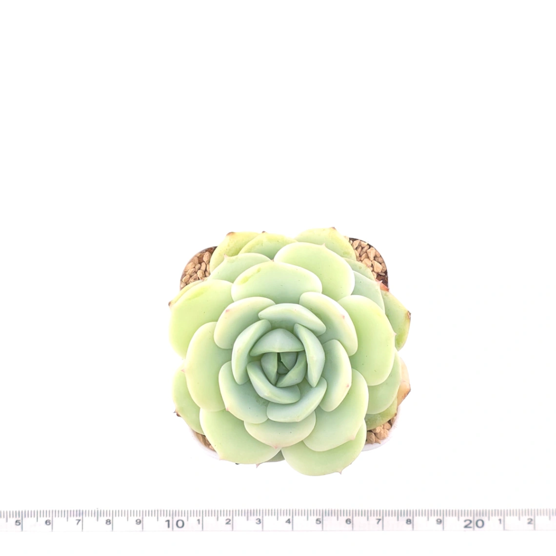 Echeveria 'Derenbergii' | 靜夜 thumbnail 4