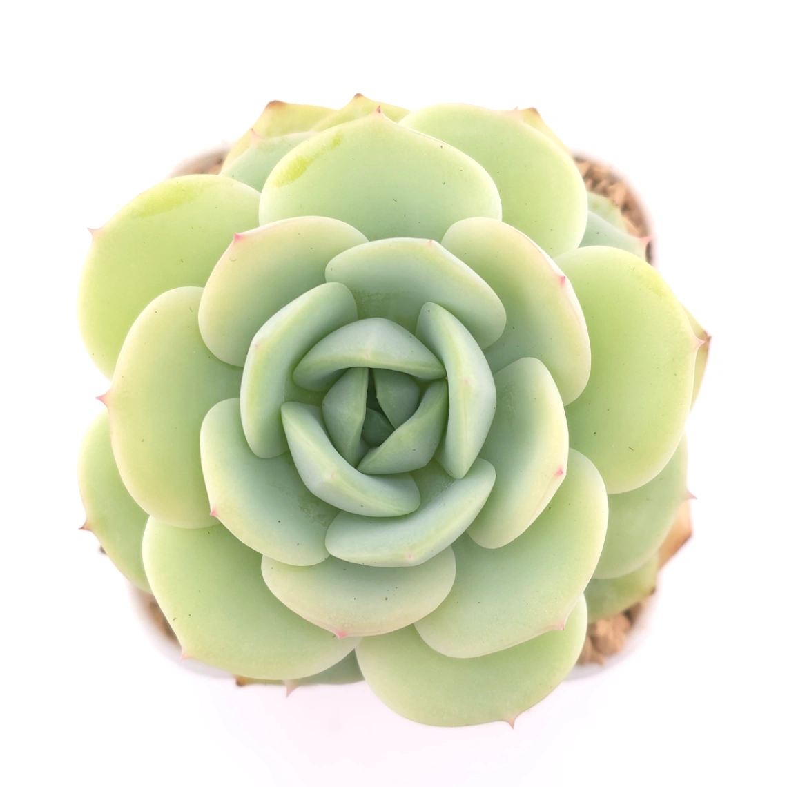 Echeveria 'Derenbergii' | 靜夜 - View 1