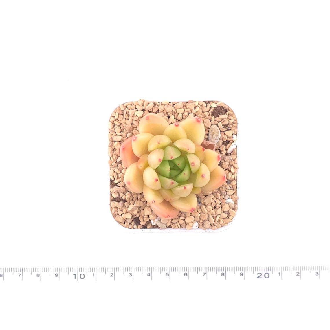 Echeveria ‘Diamond Jenny' | 鑽石珍妮 thumbnail 4
