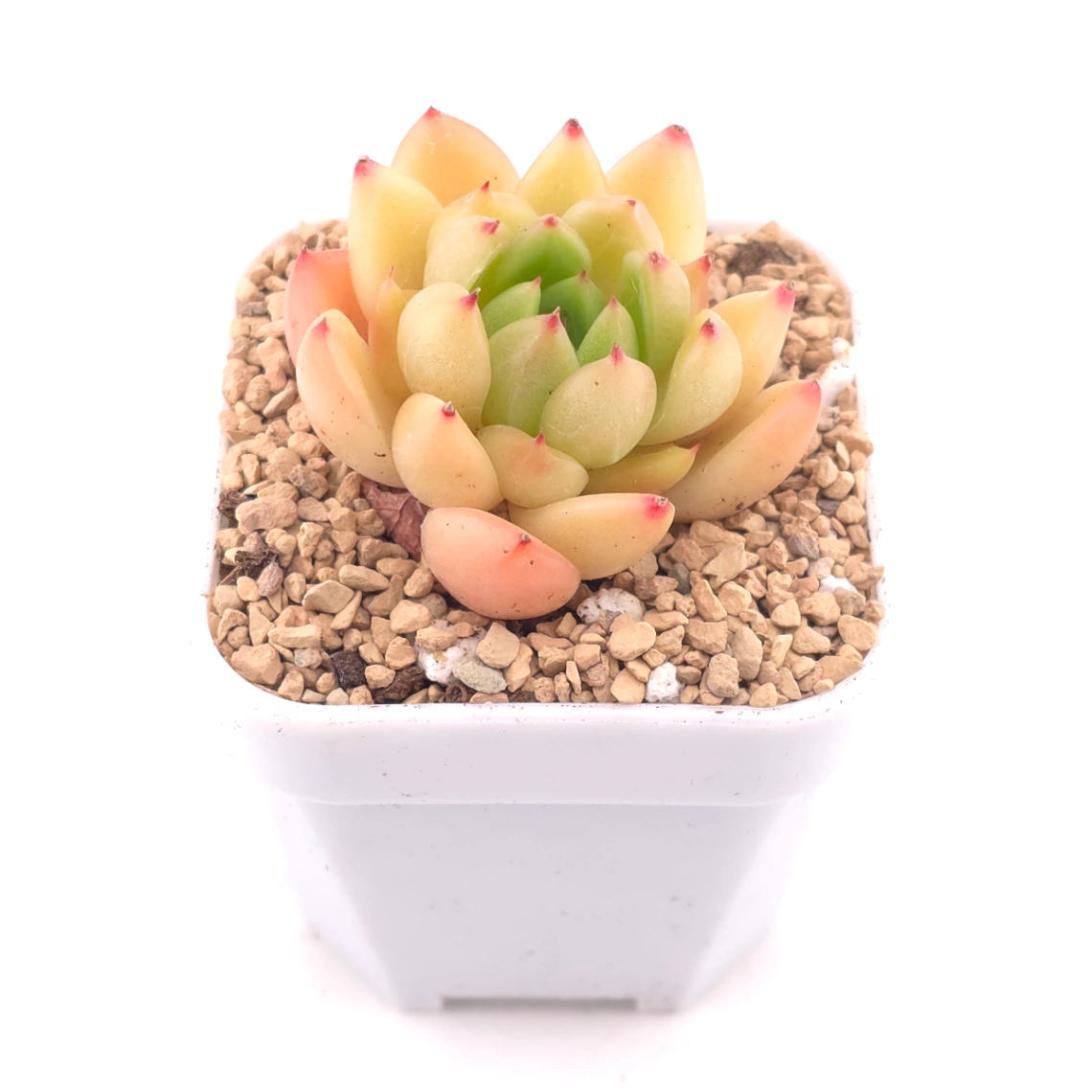Echeveria ‘Diamond Jenny' | 鑽石珍妮 thumbnail 2