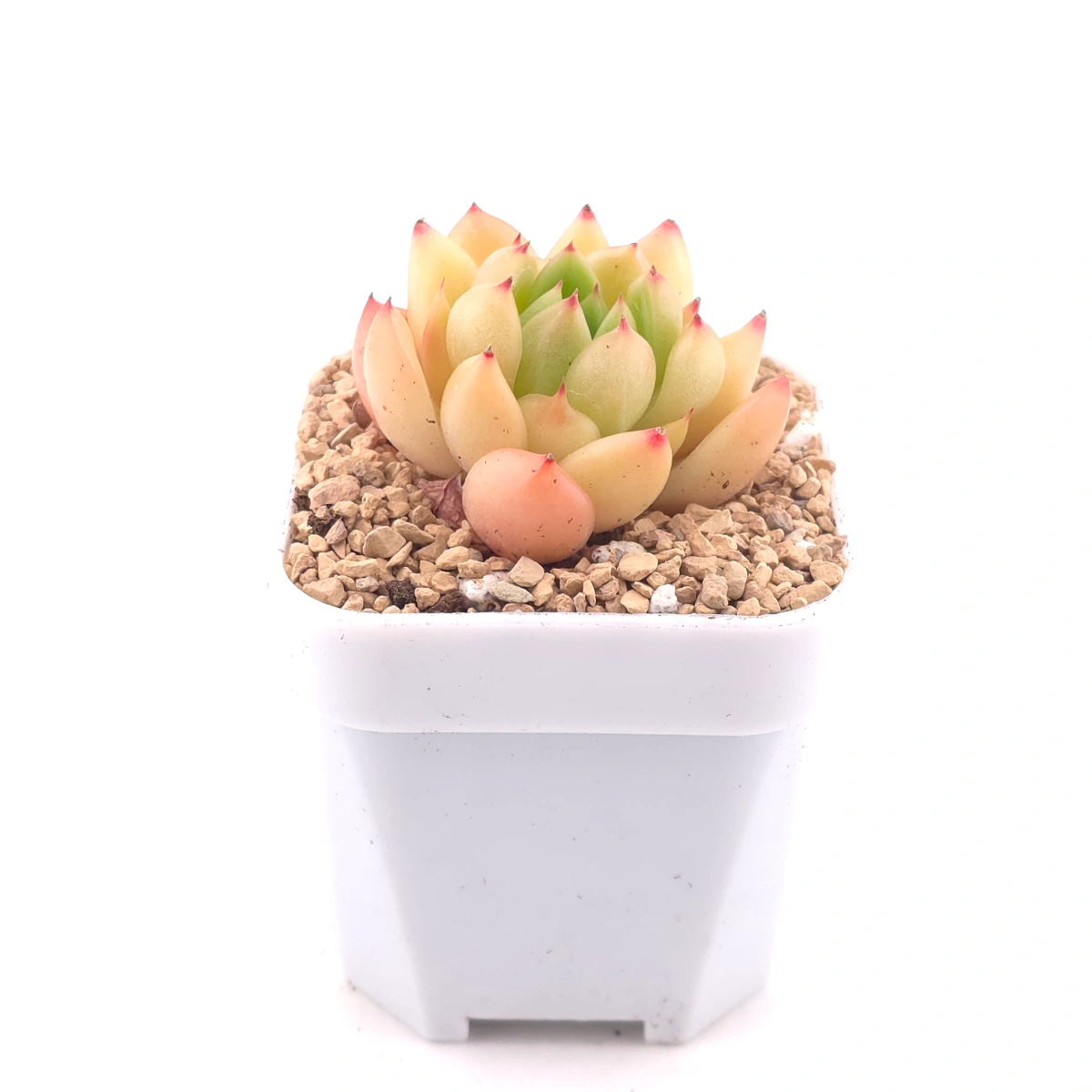 Echeveria ‘Diamond Jenny' | 鑽石珍妮 thumbnail 3