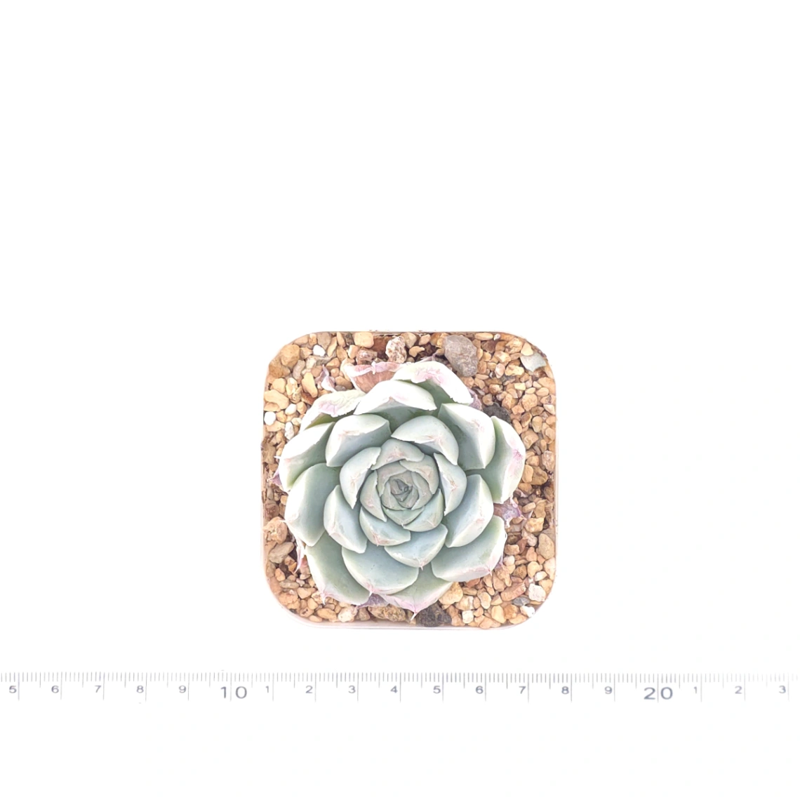 Echeveria 'Elemental Rose' | 地心玫瑰 thumbnail 4