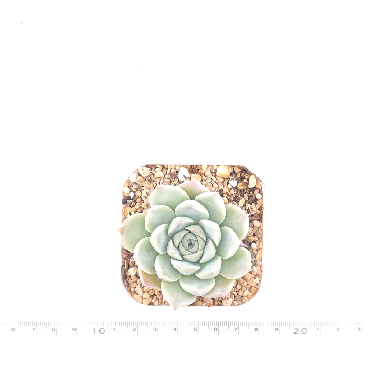 Echeveria 'Elemental Rose' | 地心玫瑰 thumbnail 4