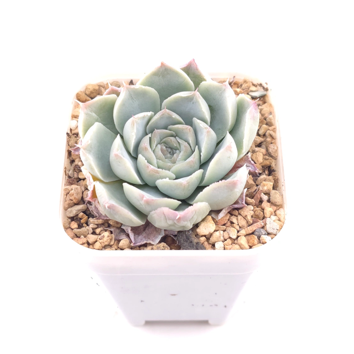 Echeveria 'Elemental Rose' | 地心玫瑰 thumbnail 2