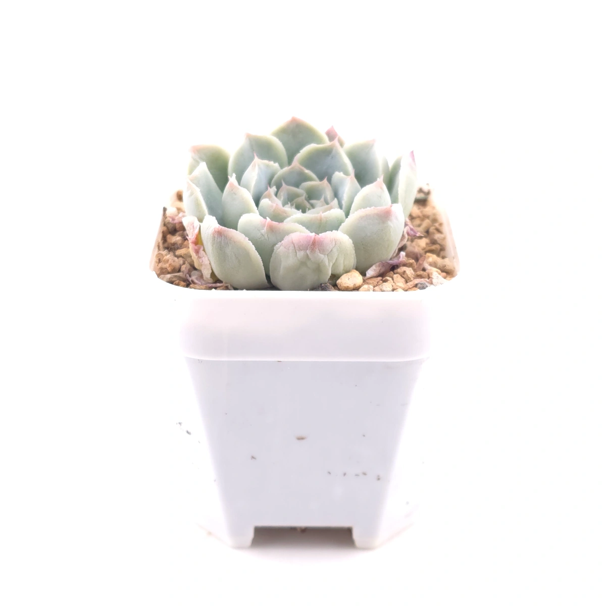 Echeveria 'Elemental Rose' | 地心玫瑰 thumbnail 3