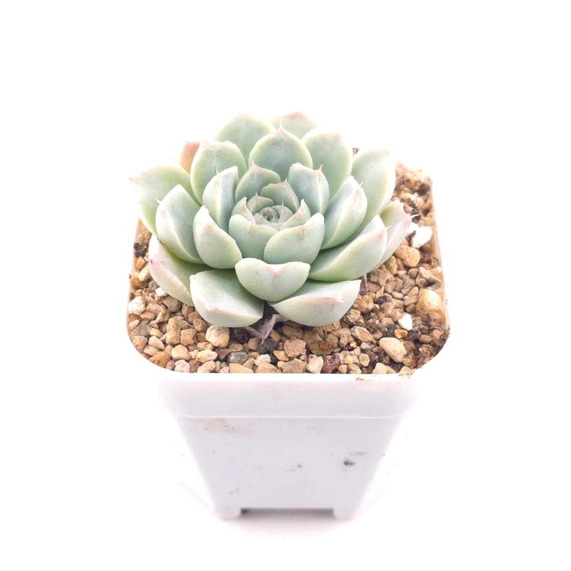 Echeveria 'Elemental Rose' | 地心玫瑰 thumbnail 2