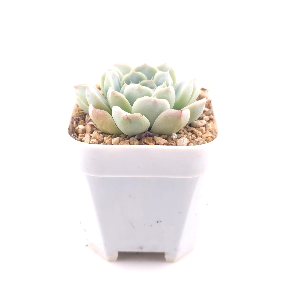 Echeveria 'Elemental Rose' | 地心玫瑰 thumbnail 3