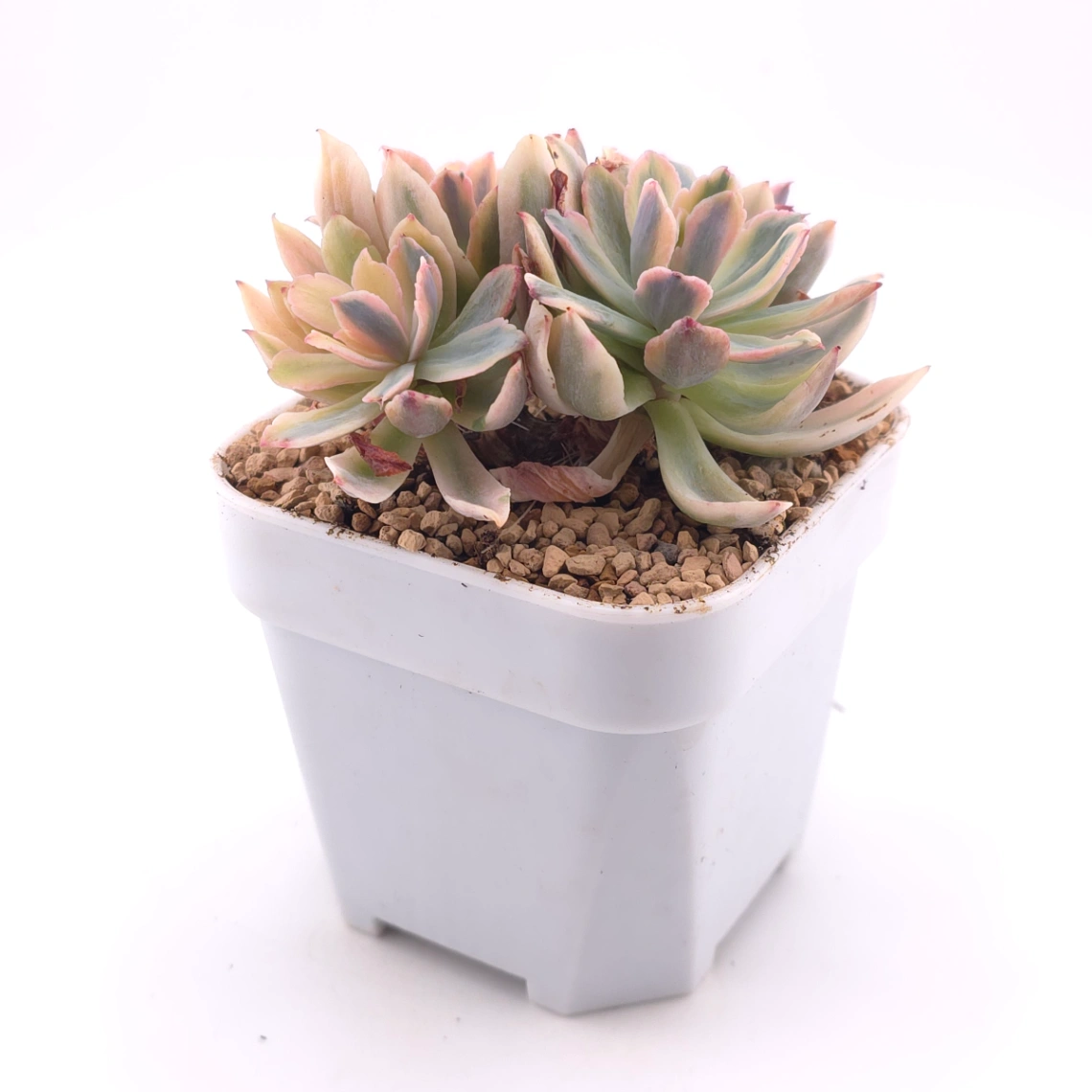 Echeveria ‘Holwayi’ variegated | 花車錦 thumbnail 3