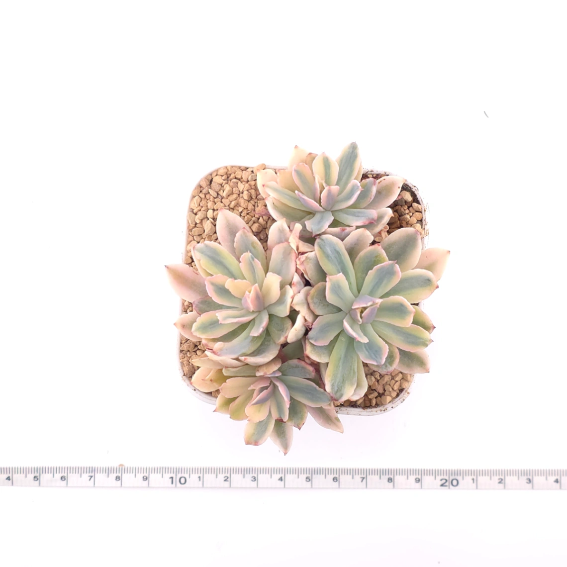 Echeveria ‘Holwayi’ variegated | 花車錦 thumbnail 4