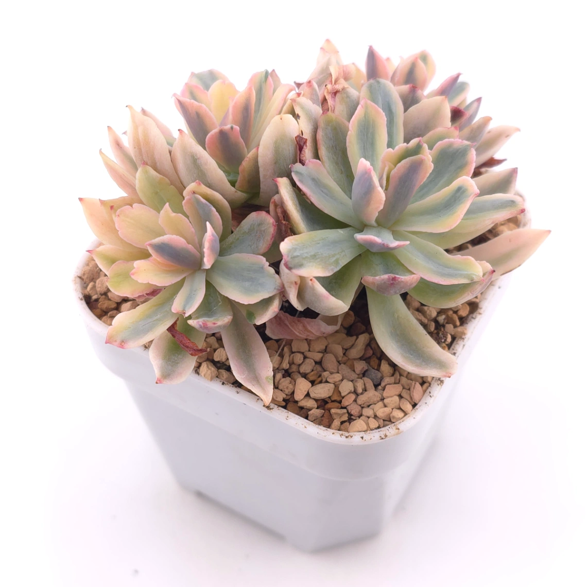 Echeveria ‘Holwayi’ variegated | 花車錦 thumbnail 2