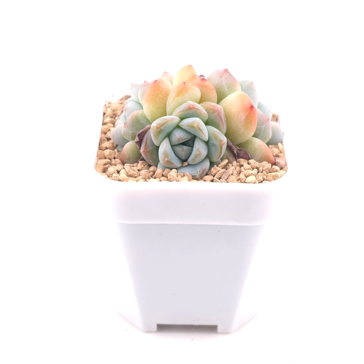 Echeveria 'Ice Jade' | 冰玉 thumbnail 3