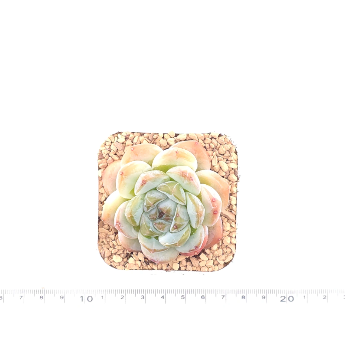 Echeveria 'Ice Jade' | 冰玉 thumbnail 4