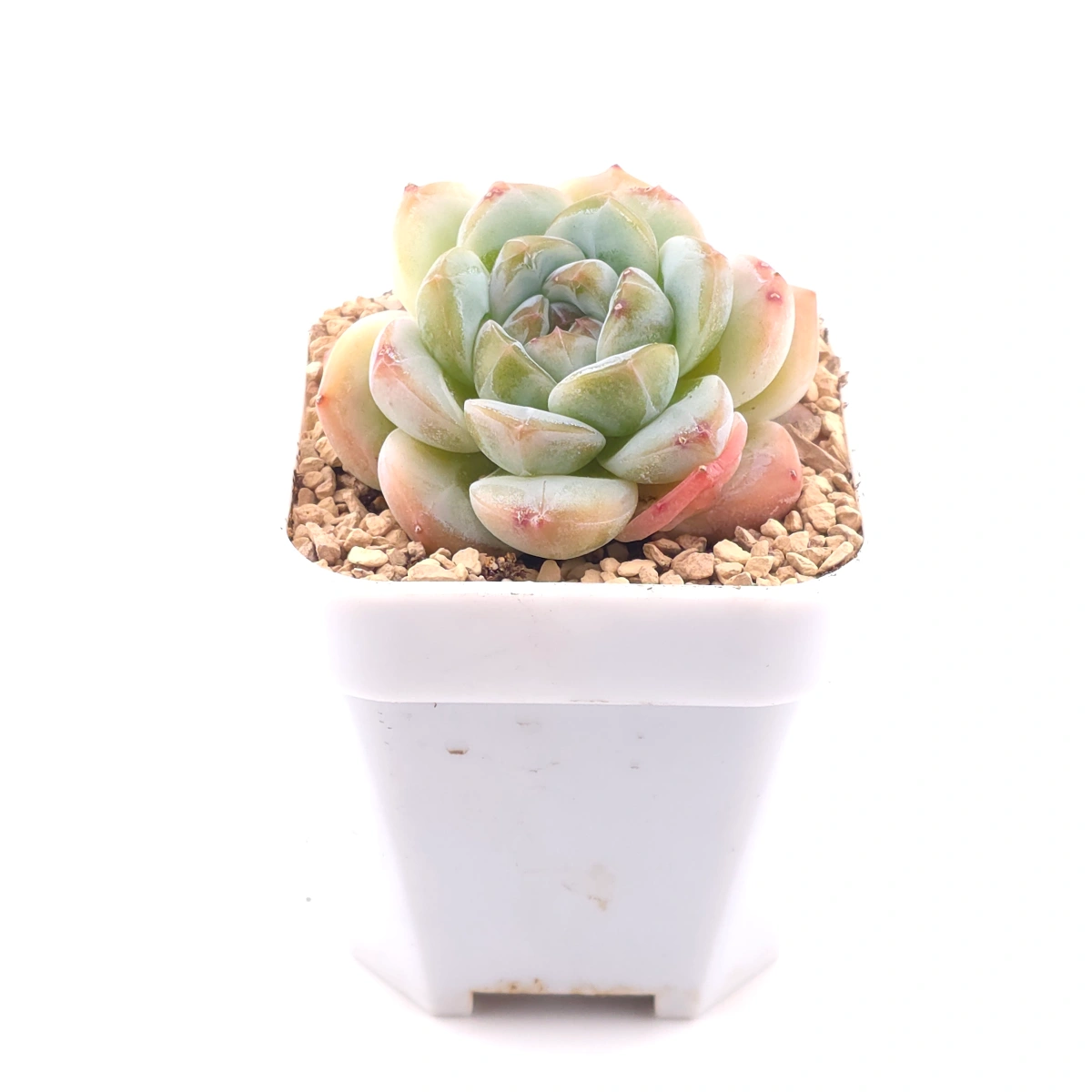 Echeveria 'Ice Jade' | 冰玉 thumbnail 3