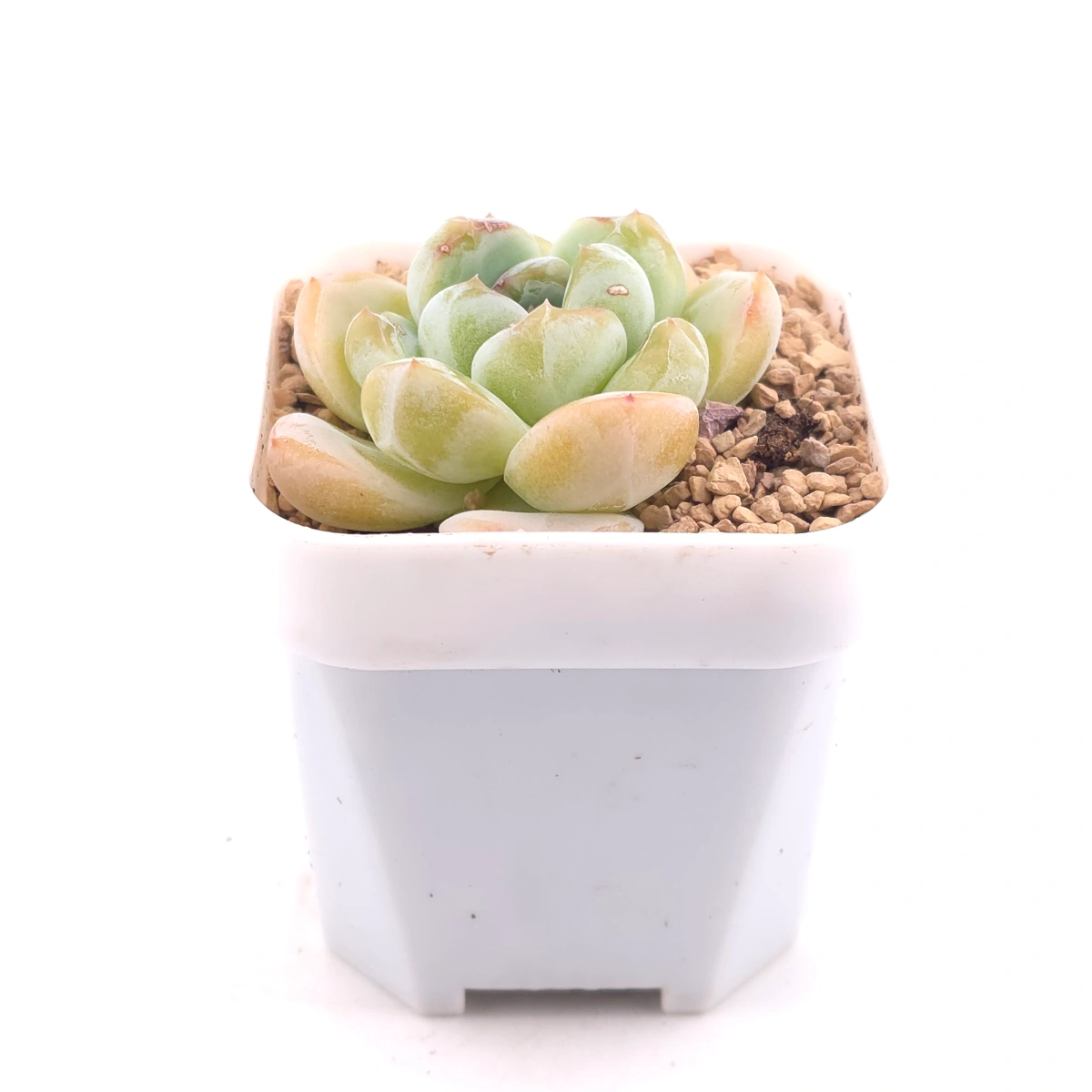 Echeveria 'Ice Jade' | 冰玉 thumbnail 3