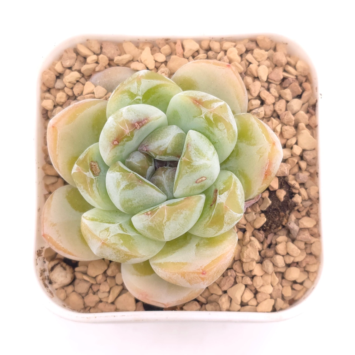 Echeveria 'Ice Jade' | 冰玉 - View 1