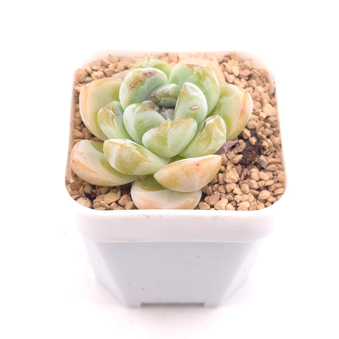 Echeveria 'Ice Jade' | 冰玉 thumbnail 2