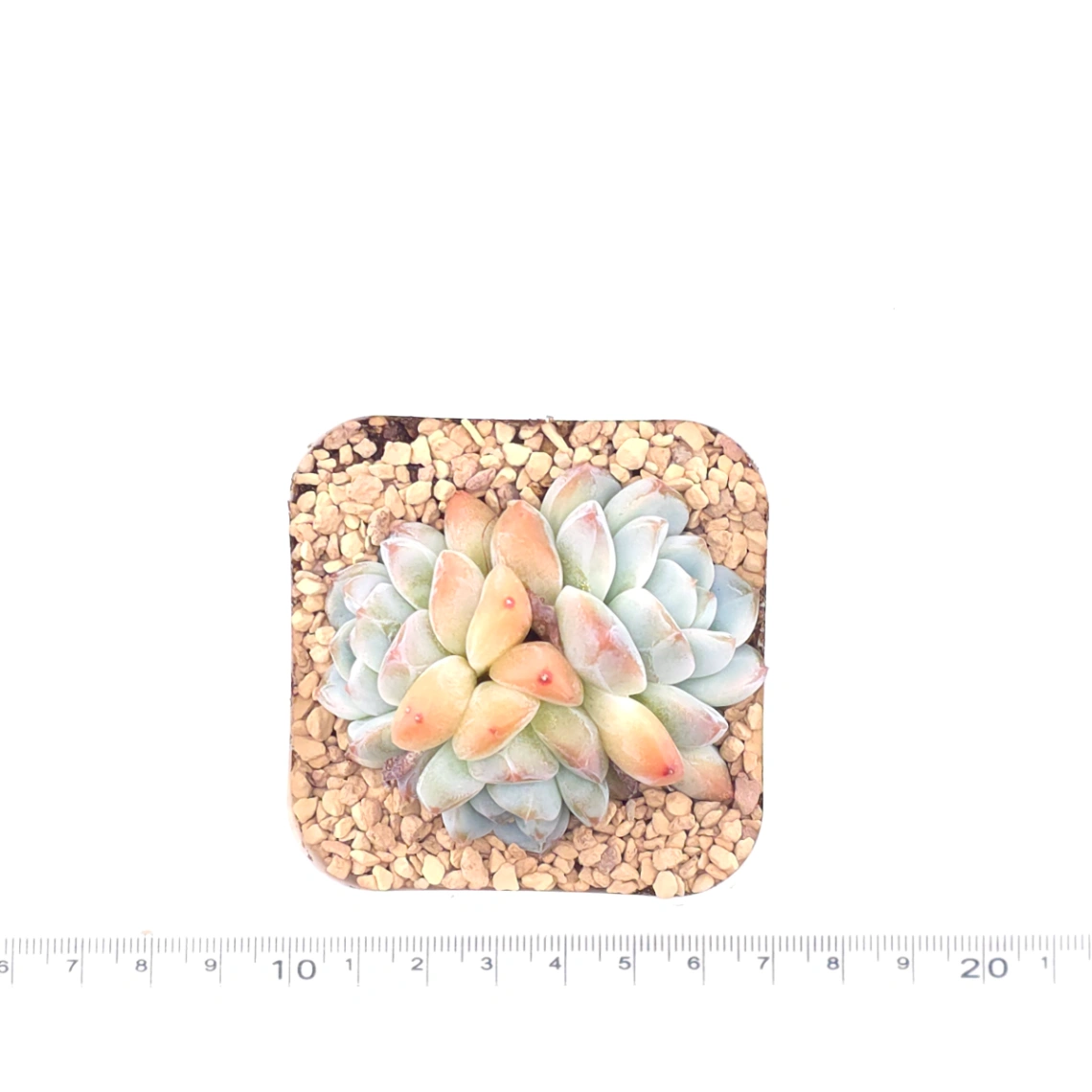 Echeveria 'Ice Jade' | 冰玉 thumbnail 4
