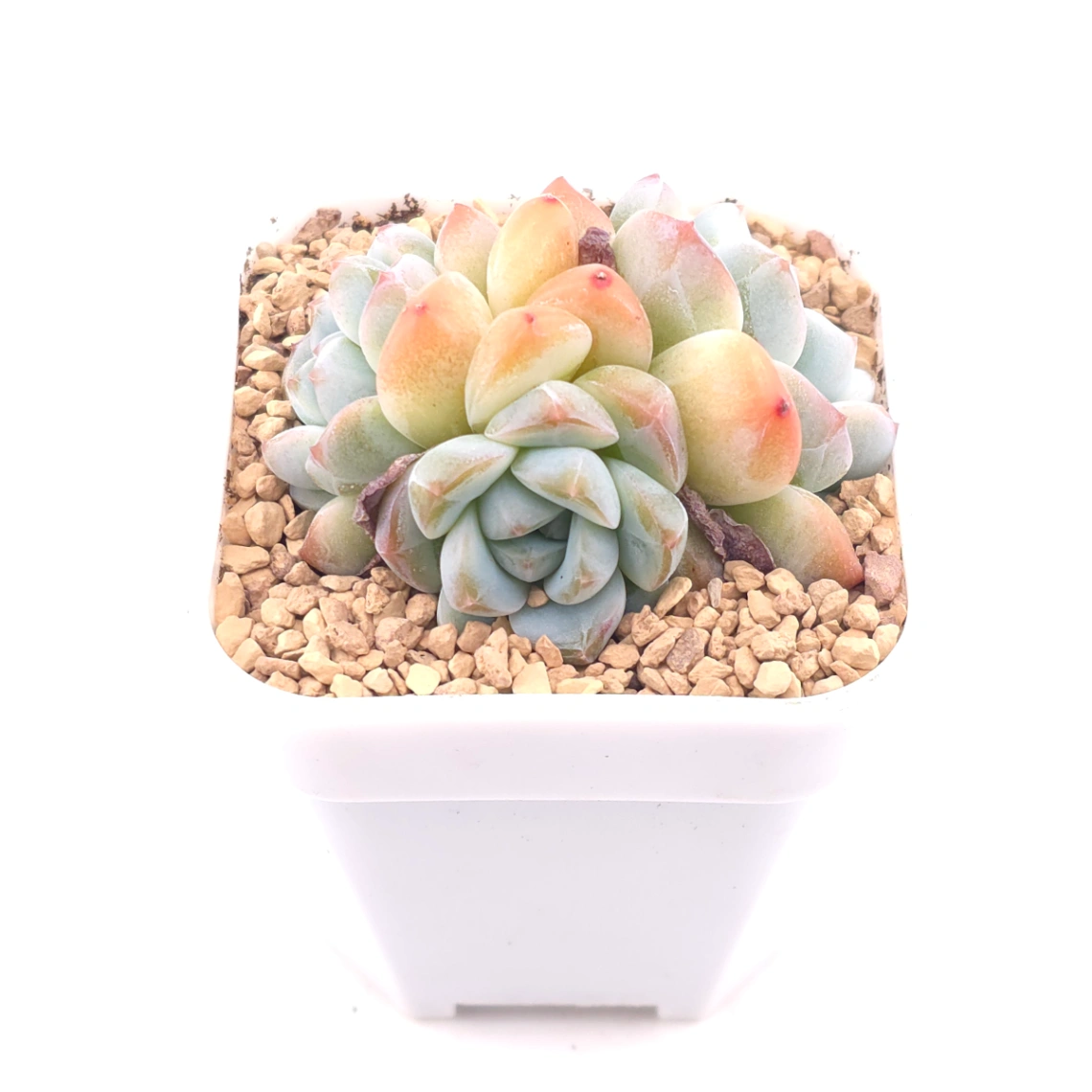 Echeveria 'Ice Jade' | 冰玉 thumbnail 2