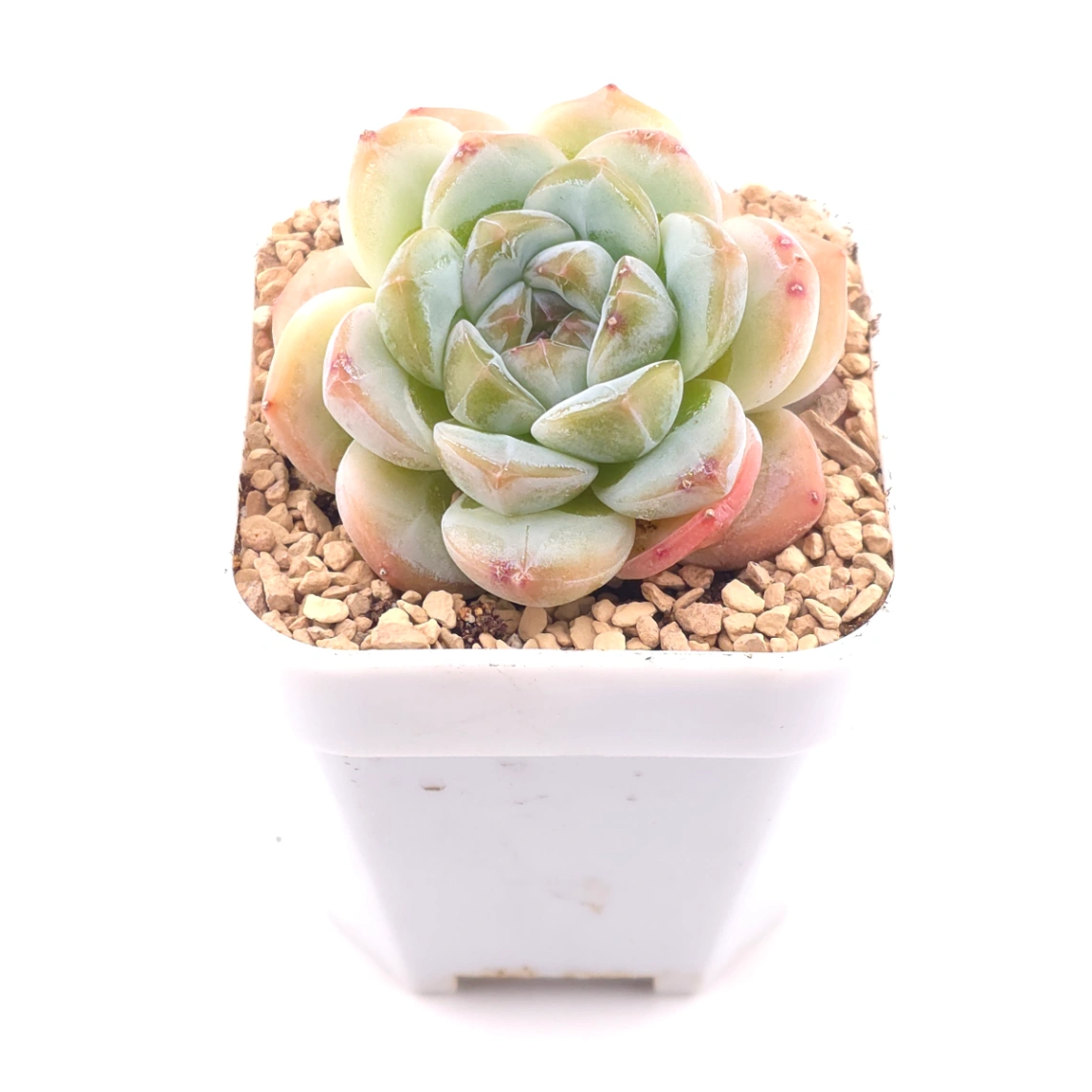 Echeveria 'Ice Jade' | 冰玉 thumbnail 2