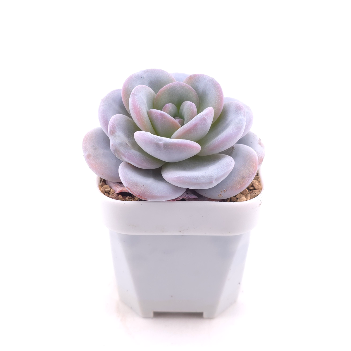 Echeveria laui | 雪蓮 thumbnail 3
