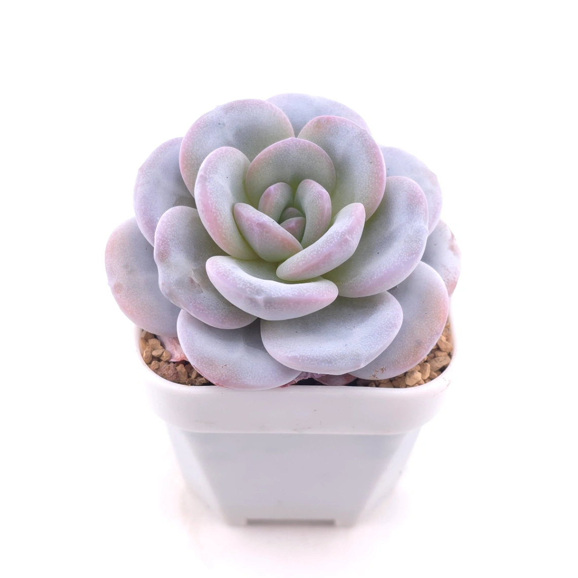 Echeveria laui | 雪蓮 thumbnail 2