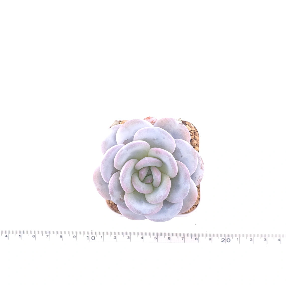 Echeveria laui | 雪蓮 thumbnail 4