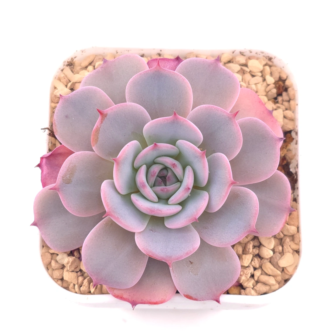 Echeveria ‘Laulensis’ | 勞倫斯 - View 1