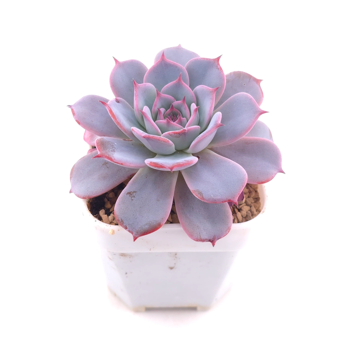 Echeveria ‘Laulensis’ | 勞倫斯 thumbnail 2