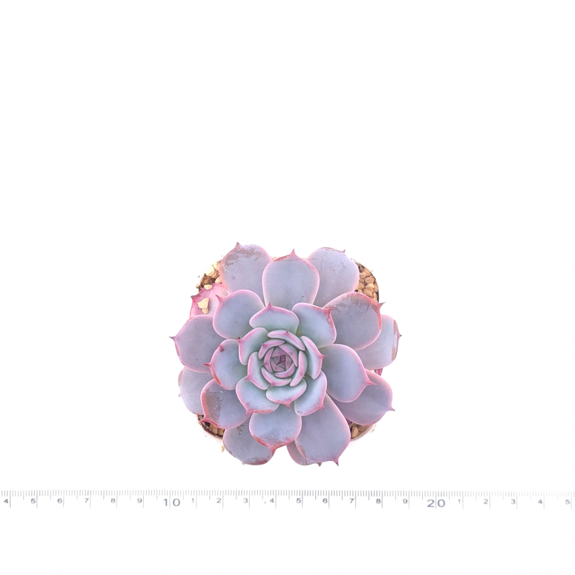 Echeveria ‘Laulensis’ | 勞倫斯 thumbnail 4