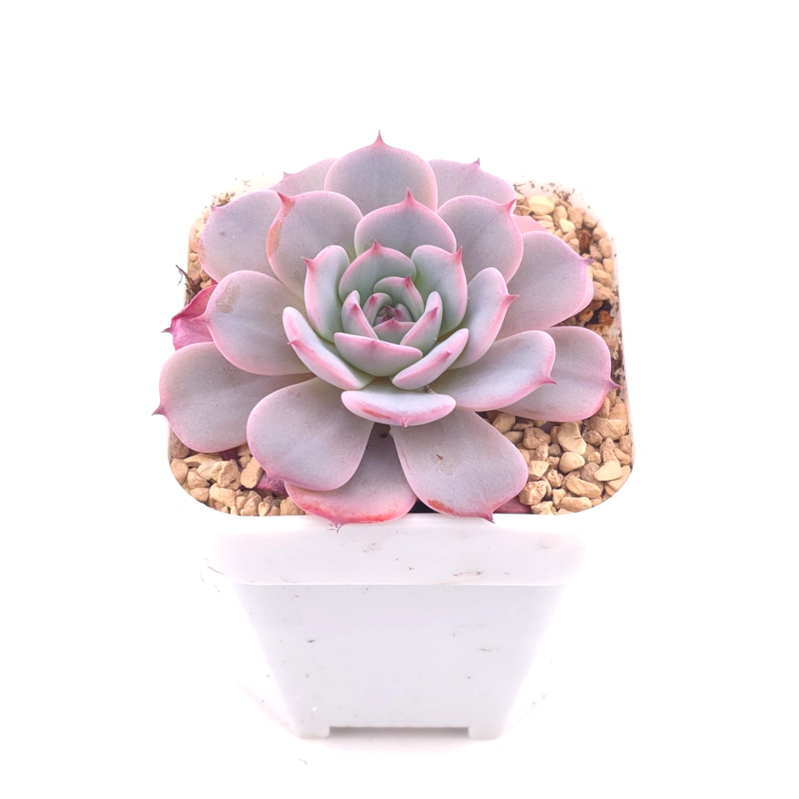Echeveria ‘Laulensis’ | 勞倫斯 thumbnail 2