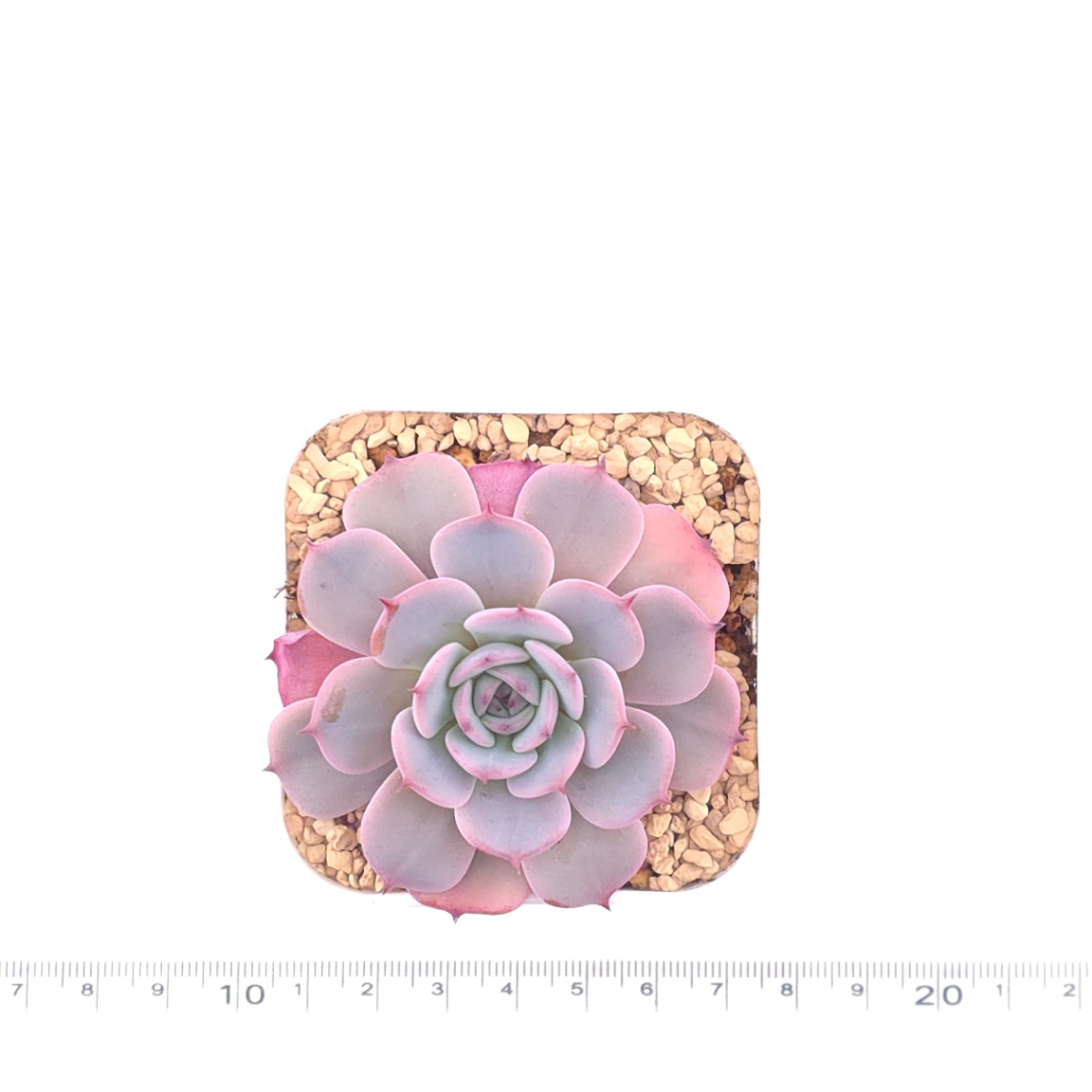 Echeveria ‘Laulensis’ | 勞倫斯 thumbnail 4