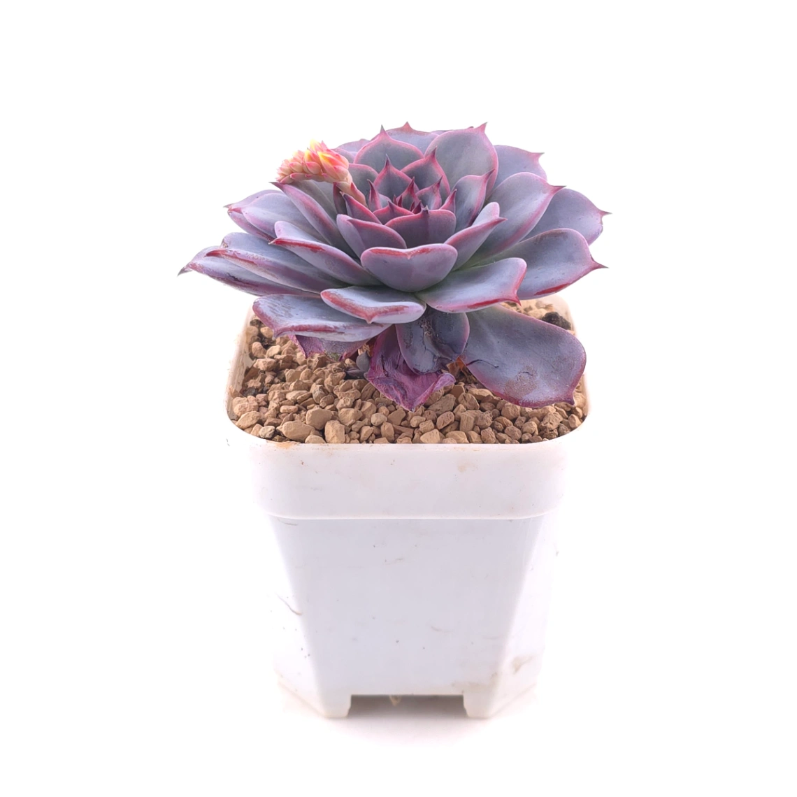 Echeveria ‘Laulensis’ | 勞倫斯 thumbnail 3
