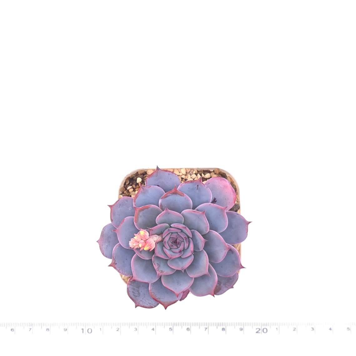 Echeveria ‘Laulensis’ | 勞倫斯 thumbnail 4