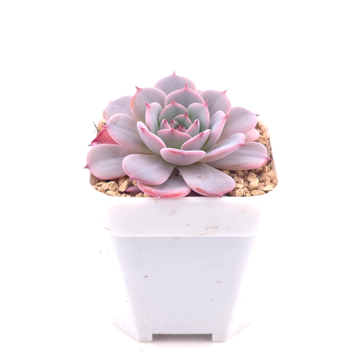 Echeveria ‘Laulensis’ | 勞倫斯 thumbnail 3