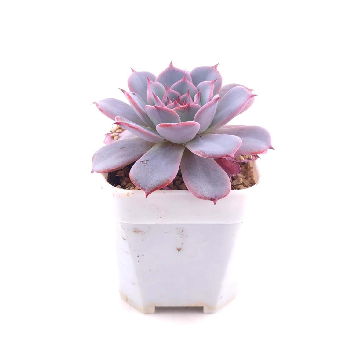 Echeveria ‘Laulensis’ | 勞倫斯 thumbnail 3